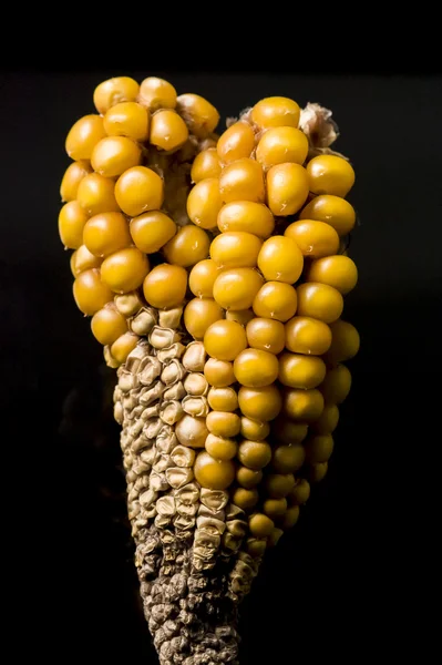 Corn, cob, yellow, jewel, elegance, oddly shape — Stock Photo, Image