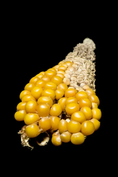Corn, cob, yellow, strange, Zea mays, oddly shape — Stock Photo, Image