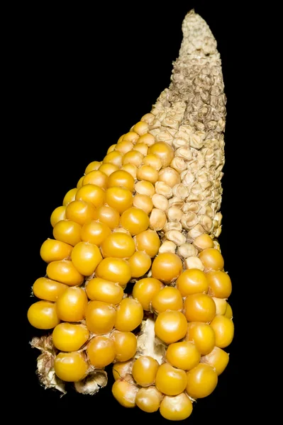 Corn, cob, yellow, strange, Zea mays, oddly shape — Stock Photo, Image