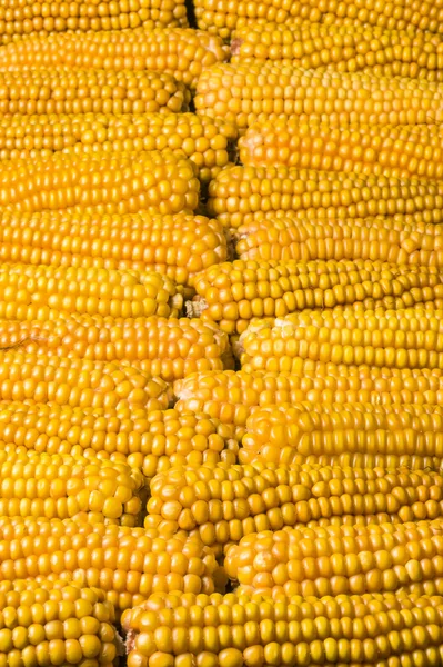 Kukorica, csöves, több, sárga, érett, gabona, élelmiszer — Stock Fotó