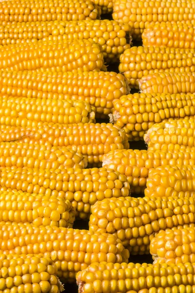 Corn, cob, multiple, yellow, ripe, grain, food — Stock Photo, Image