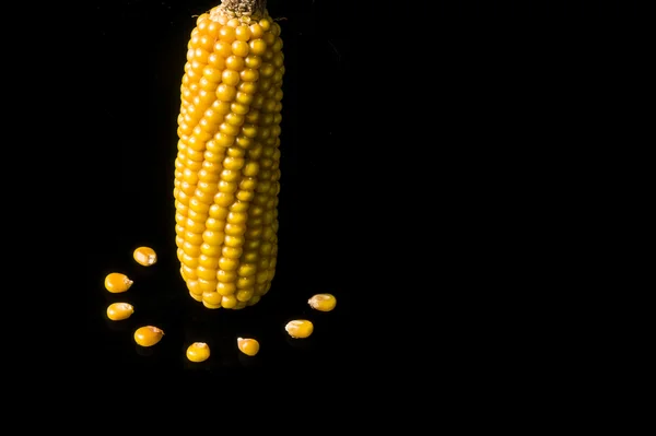 Corn, cob, yellow, ripe, copy space, food, black — Stock Photo, Image