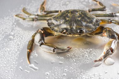 crab, Natürmort, kabuklular, pençe, deniz ürünleri, gıda, taze, stüdyo