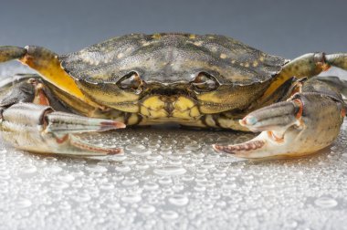 crab, makro, kabuklular, pençe, deniz ürünleri, gıda, taze, stüdyo