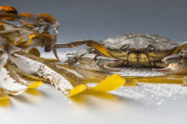 Krab, stilleven, schaaldieren, klauw, zeevruchten, voedsel, vers, studio — Stockfoto