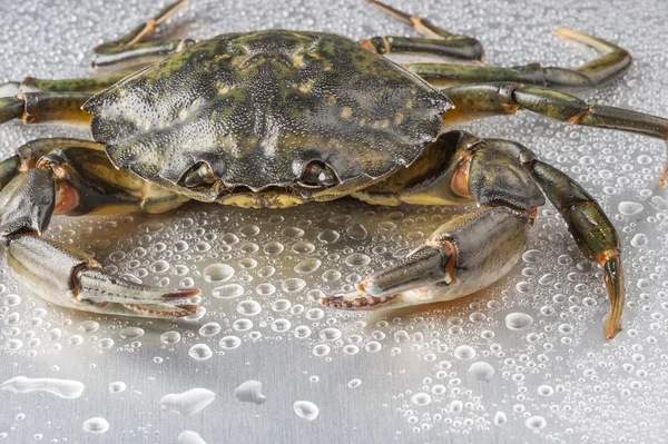 Granchio, nature morte, crostacei, artiglio, frutti di mare, cibo, fresco, studio — Foto Stock