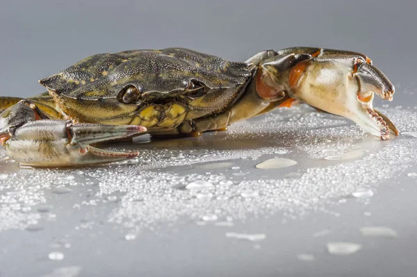 Granchio, macro, crostaceo, artiglio, frutti di mare, cibo, fresco, studio — Foto Stock