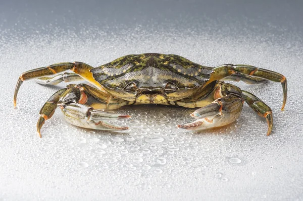 Crab, isolated, modern, crustacean, claw, seafood, food, studio, — Stock Photo, Image