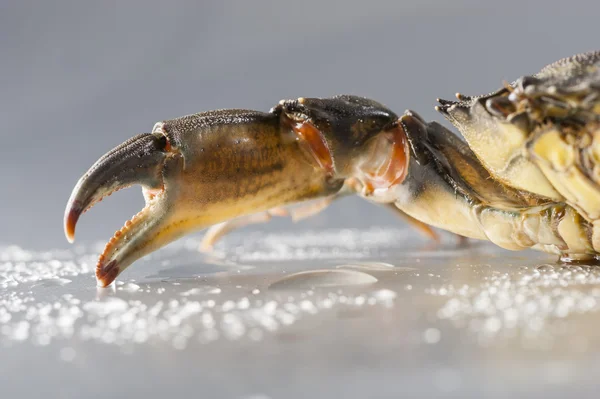 Cangrejo, macro, crustáceo, garra, mariscos, comida, fresco, estudio — Foto de Stock