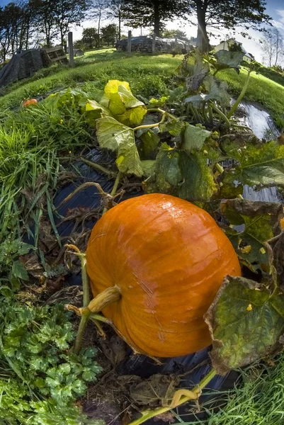 Abóbora, horta, encerado, laranja, caule, grama, produto caseiro, fisheye — Fotografia de Stock