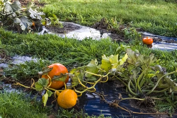 Citrouille, potager, bâche, orange, tige, herbe, homeg — Photo