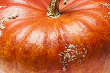 Cilt, yaprak damarı, kabak, kabuğu, portakal, arka plan, sonbahar