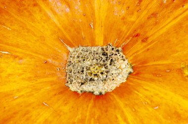 Dokulu, cilt, kabak, kabuğu, benekli, orange, arka plan, autu