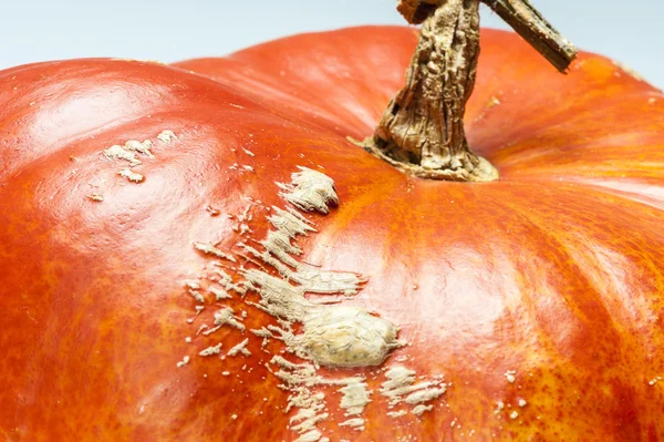 Piel, vena foliar, calabaza, cáscara, naranja, fondo, otoño — Foto de Stock