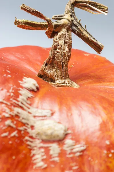 Focus sur tige, tige en forme d'arbre, peau, citrouille, orange , — Photo