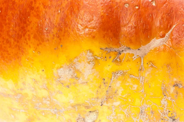 Textured, skin, leaf vein, scarification, pumpkin, peel, orange, — Stock Photo, Image