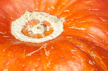 Dokulu, sebze daire, cilt, kabuğu, kabak, portakal, makro