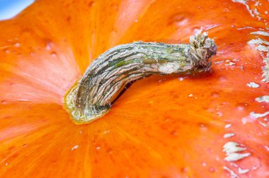 Slug şekli, kök, kabak, portakal, cilt, kabuğu, sonbahar