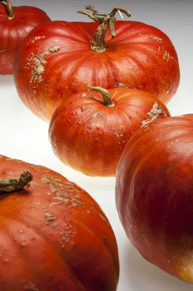 Multiple, group, pumpkin, orange, halloween, studio, decoration — Stock Photo, Image