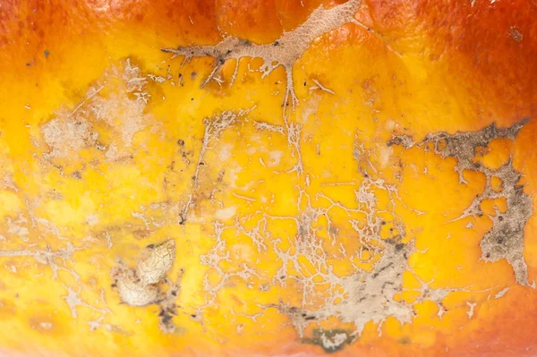 Textured, skin, leaf vein, scarification, pumpkin, peel, orange, — Stock Photo, Image