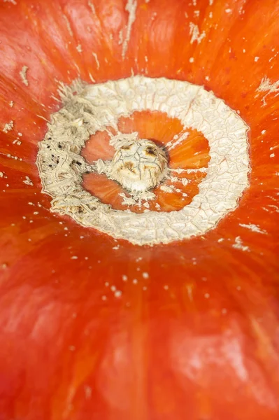 Texturizado, círculo vegetal, piel, cáscara, calabaza, naranja, macro — Foto de Stock