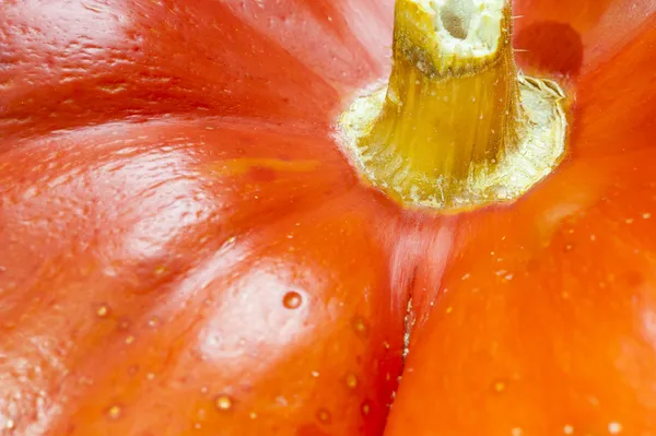 Sexy, grooved, pumpkin, orange, stem, shinny, skin, food, — Stock Photo, Image