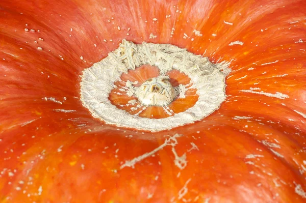 Textured, vegetable circle, skin, peel, pumpkin, orange, macro — Stock Photo, Image