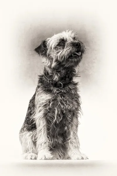 Dog, Border Terrier, Terrier, língua, sentado, preto e branco, retrato de arte — Fotografia de Stock
