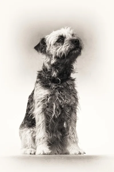 Perro, Border Terrier, Terrier, sentado, mirando fijamente, blanco y negro, retrato de arte Imágenes De Stock Sin Royalties Gratis