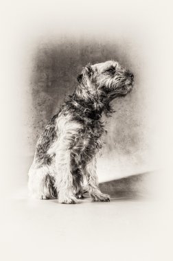 poz, köpek, terrier, kenar korkunç, otururken, tüylü, siyah ve beyaz