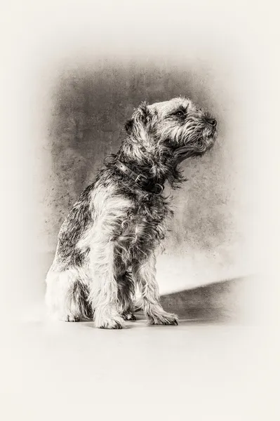 Posing, dog, terrier, Border Terrier, sitting, hairy, black and white — Stock Photo, Image