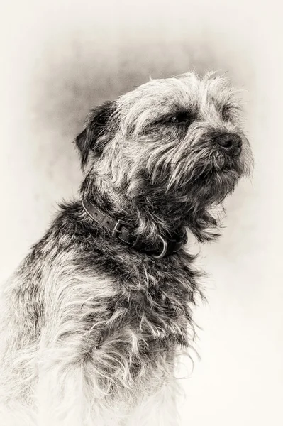 Border Terrier, terrier, dog, napping, closeup, asleep, black and white — Stock Photo, Image