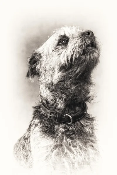 Border Terrier, terrier, dog, closeup, loyalty, friendship, love — Stock Photo, Image