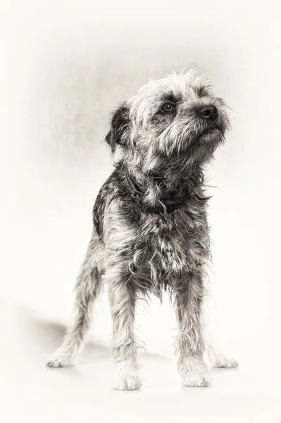 Dog, terrier, anxious, Border Terrier, standing, black and white, fine art portrait — Stock Photo, Image