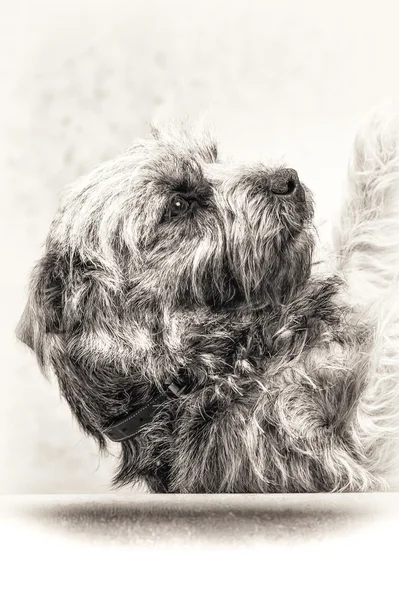 Dog, terrier, submission, head, loyalty, black, white, closeup, fine art portrait — Stock Photo, Image
