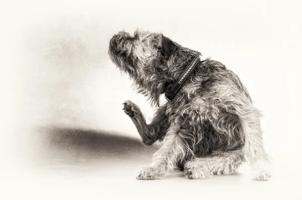 Dog, terrier, scratch, scratching, paw, black, white, copy space, fine art portrait — Stock Photo, Image