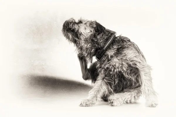 Scratch, scratching, dog, terrier, flea, black, white, copy space, fine art portrait — Stock Photo, Image