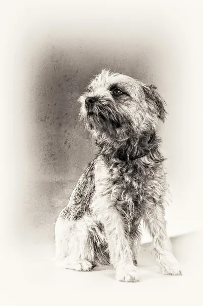 Posesion, perro, terrier, Border Terrier, sentarse, peluda, blanco y negro Imagen De Stock