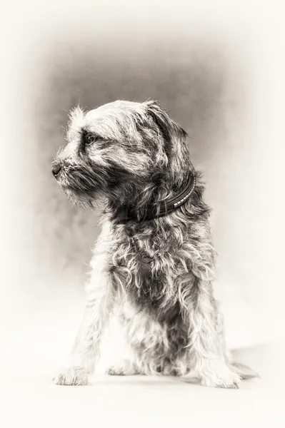 Perro, negro, blanco, Border Terrier, terrier, perfil, posesion, mirando fijamente, retrato de arte Fotos De Stock