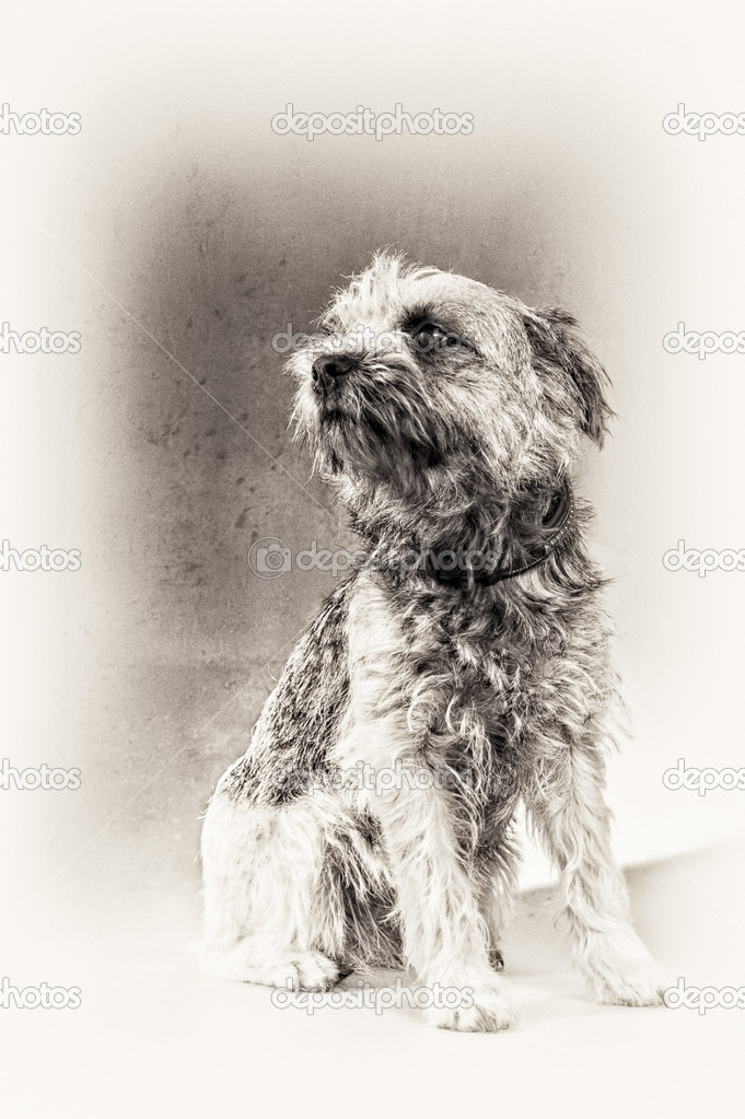 Posing, dog, terrier, Border Terrier, sitting, hairy, black and white