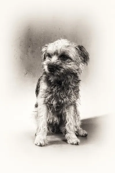 Dog, Border Terrier, Terrier, sitting, hairy, black and white, fine art portrait — Stock Photo, Image