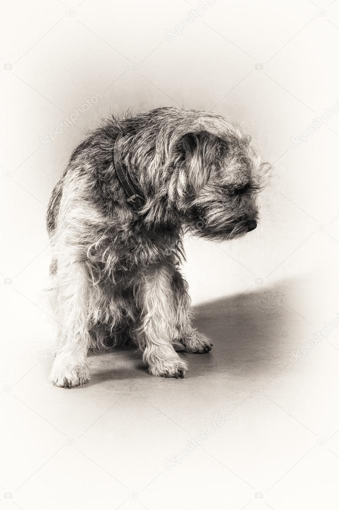 Chien Border Terrier Terrier Séance Poilu Noir Et Blanc