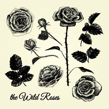 yaban gülü - el çekilmiş resimler b&w