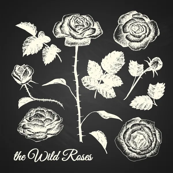 THE WILD ROSES - illustrations dessinées à la main - tableau — Image vectorielle