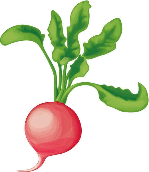 Radis aux légumes verts — Image vectorielle