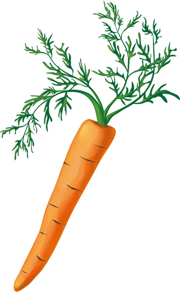Carrot with greens — Stock Vector