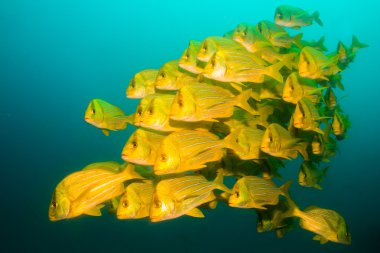 Panamic Porkfish.