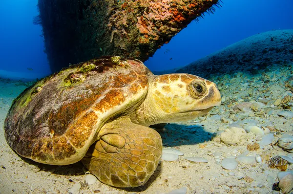 Caretta sköldpaddan — Stockfoto
