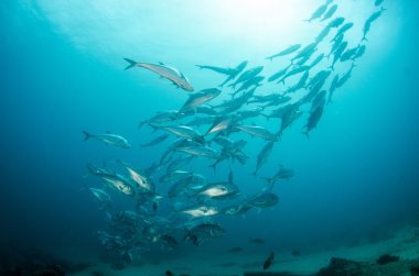 trevally Okulu