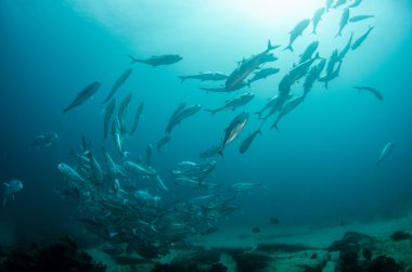 trevally Okulu